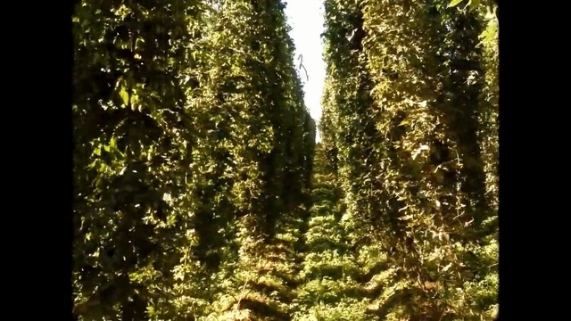 Video Reference: Tree, Nature, Vegetation, Forest, Tropical and subtropical coniferous forests, Natural environment, Old-growth forest, Temperate broadleaf and mixed forest, Sunlight, Biome