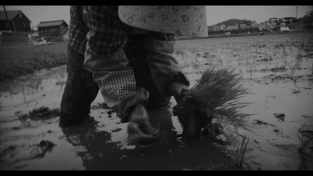 Video Reference: water, photograph, white, reflection, black, black and white, monochrome photography, photography, tree, emotion