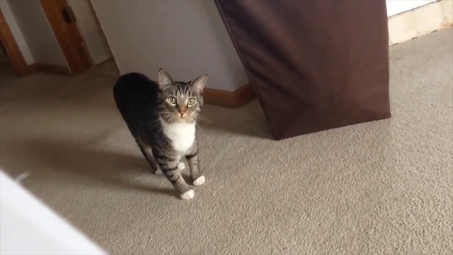 Video Reference: cat, small to medium sized cats, mammal, cat like mammal, whiskers, domestic short haired cat, kitten, tabby cat, carnivoran, european shorthair