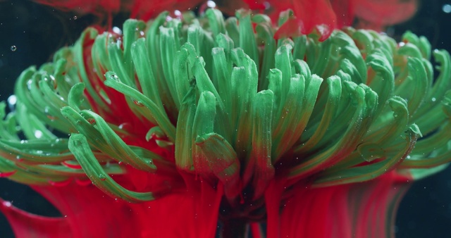 Video Reference: Plant, Flower, Sea anemone