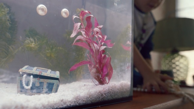 Video Reference: Pink, Flower, Plant, Art, Houseplant, Floral design