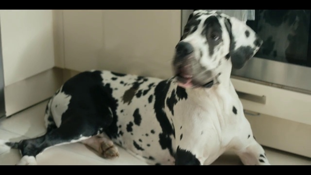 Video Reference: Dog, Mammal, Vertebrate, Dog breed, Canidae, Carnivore, Non-Sporting Group, Great dane, Snout, Dalmatian