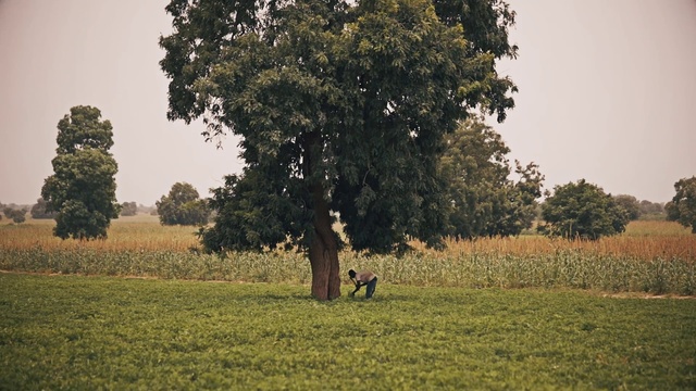 Video Reference: Tree, Pasture, Natural landscape, Nature, Field, Green, Natural environment, Grass, Grassland, Meadow
