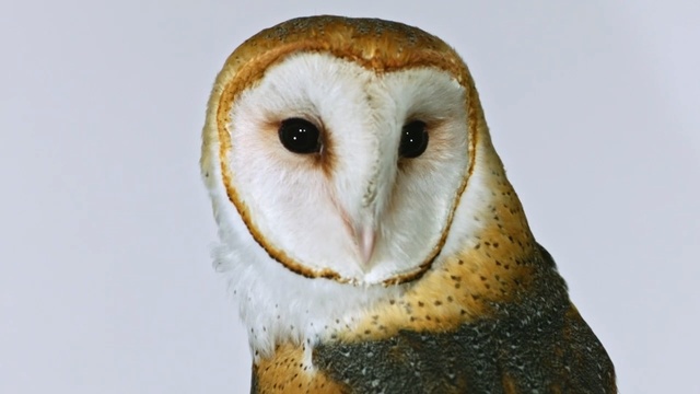 Video Reference: Bird, Barn owl, Owl, Vertebrate, Beak, Bird of prey, Wildlife, Close-up, Organism, Adaptation