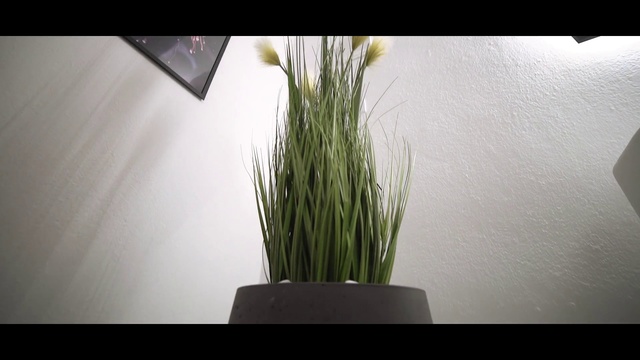 Video Reference: Flowerpot, Grass, Plant, Houseplant, Grass family, Wheatgrass, Flower, Ikebana, Floral design, Flowering plant
