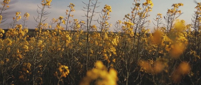 Video Reference: Yellow, Tree, Plant, Branch, Flower, Plant community, Wildflower, Sunlight, Flowering plant, Autumn