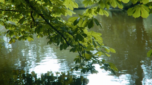 Video Reference: Tree, Water, Leaf, Reflection, Green, Vegetation, Plant, Woody plant, Botany, Pond, Outdoor, Sitting, Lake, Man, River, Body, Standing, Bird, Riding, Large, Yellow, Group, Boat, Perched, People, Nature