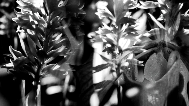 Video Reference: Black-and-white, Monochrome photography, Black, Monochrome, Flower, Plant, Leaf, Botany, Organism, Photography