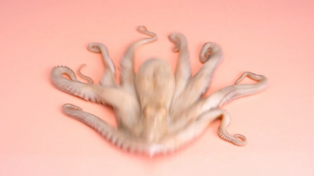 Video Reference: octopus, hand, finger, close up, invertebrate, organism, cephalopod, jaw, marine invertebrates, nail