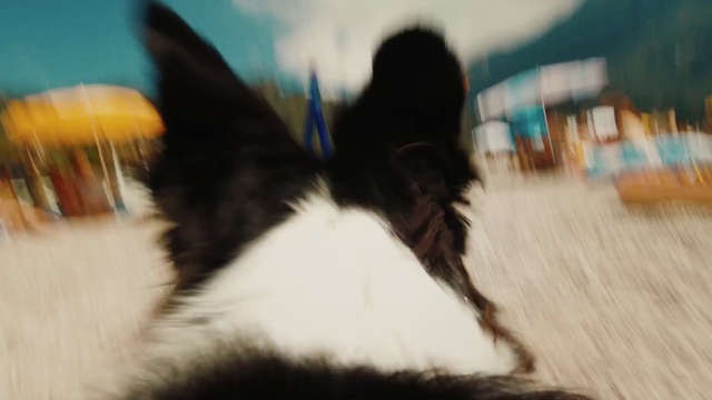 Video Reference: Gesture, Whiskers, Felidae, Flooring, Sky, Companion dog, Small to medium-sized cats, Cat, Grass, Tail