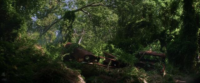 Video Reference: Vegetation, Nature, Jungle, Forest, Old-growth forest, Nature reserve, Tree, Natural environment, Natural landscape, Woodland