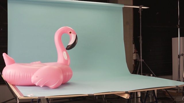 Video Reference: Pink, Water bird, Flamingo, Bird, Greater flamingo, Furniture