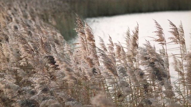 Video Reference: Phragmites, Grass, Grass family, Plant, Poales, Crop, Plant stem