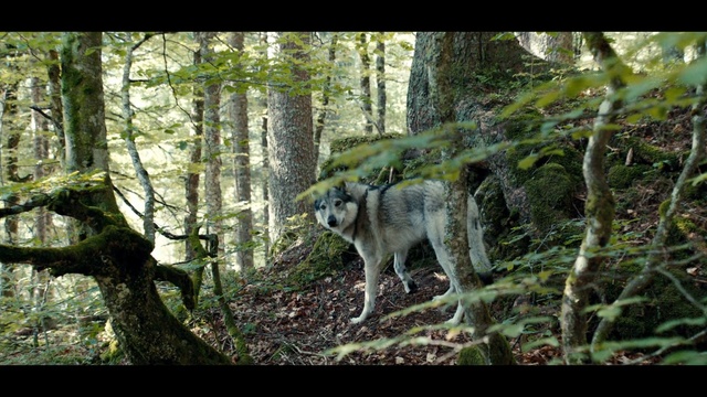 Video Reference: Vertebrate, Mammal, Forest, Nature reserve, Woodland, Canidae, Wildlife, Biome, Tree, Old-growth forest