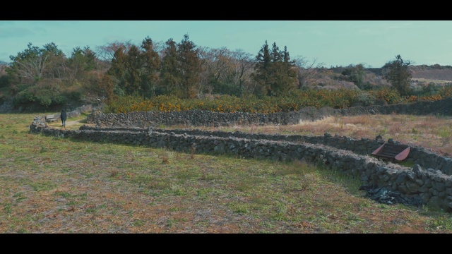 Video Reference: tree, wall, grass, soil, landscape, grass family, sky, field, bank, land lot