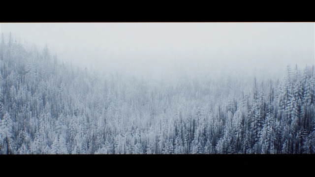 Video Reference: winter, snow, sky, nature, tree, freezing, frost, atmosphere, woody plant, morning