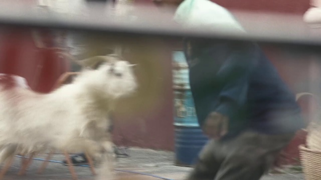 Video Reference: Goats, Goat, Fawn, Livestock