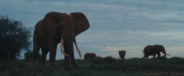 Video Reference: Elephant, Elephants and Mammoths, Terrestrial animal, Vertebrate, Wildlife, Mammal, Indian elephant, African elephant, Safari, Grassland