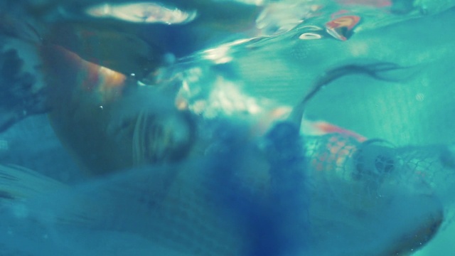 Video Reference: Water, Blue, Underwater, Aqua, Organism, Swimming pool, Recreation