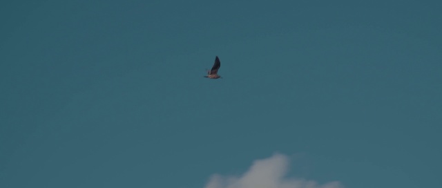 Video Reference: Sky, Bird, Blue, Daytime, Wing, Atmosphere, Azure, Flight, Bird of prey, Accipitriformes