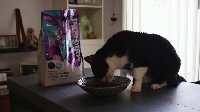 Video Reference: Cat, Felidae, Small to medium-sized cats, Carnivore, Kitten, Whiskers, Domestic short-haired cat, Person