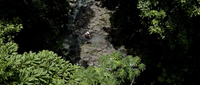 Video Reference: Vegetation, Nature, Jungle, Nature reserve, Natural environment, Rainforest, Forest, Biome, Old-growth forest, Plant