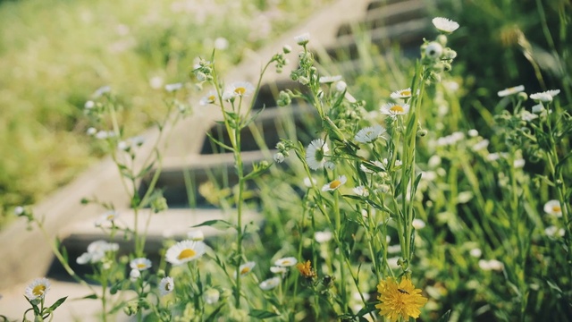Video Reference: Flower, Plant, Grass, Yellow, Meadow, Chamomile, Flowering plant, Wildflower, Camomile, Small, Sitting, Green, Standing, Field, White, Tall, Holding, Large, Bird, Garden, Group, Vase, Flora, Spring