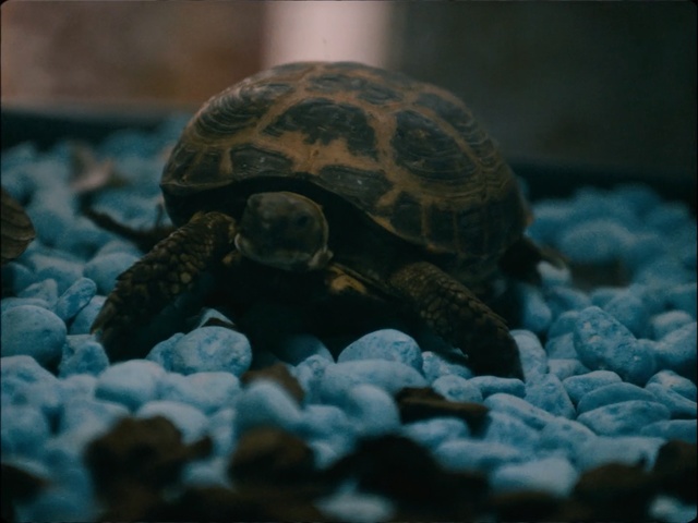 Video Reference: tortoise, turtle, emydidae, sea turtle, loggerhead, marine biology, underwater, reptile, organism, box turtle, Person