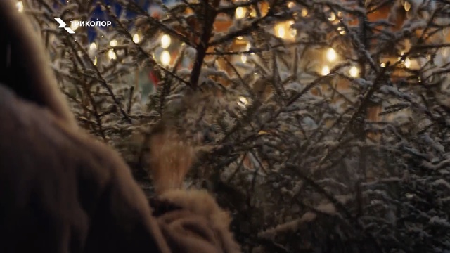 Video Reference: Branch, Nature, Tree, Sunlight, Light, Twig, Natural environment, Lighting, Sky, Morning