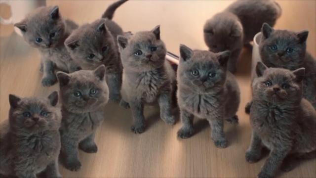Video Reference: Cat, Mammal, Vertebrate, Small to medium-sized cats, Felidae, British shorthair, Russian blue, Nebelung, British longhair, Chartreux