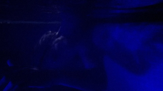 Video Reference: Blue, Cobalt blue, Electric blue, Black, Violet, Purple, Light, Azure, Atmosphere, Marine biology