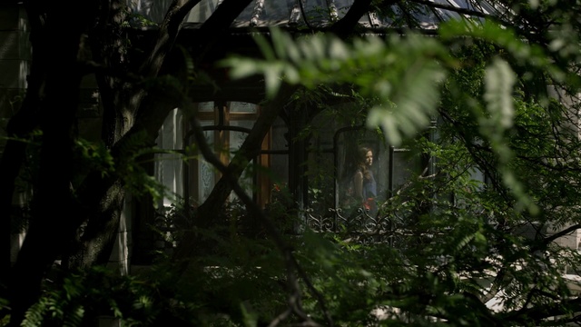 Video Reference: nature, vegetation, forest, tree, jungle, rainforest, leaf, old growth forest, woodland, plant