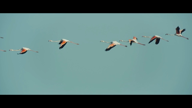Video Reference: bird, flock, bird migration, sky, vertebrate, animal migration, water bird, flamingo, beak, crane like bird
