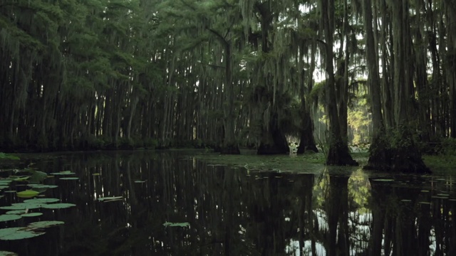 Video Reference: Nature, Natural environment, Swamp, Tree, Forest, Natural landscape, Bayou, Vegetation, Wetland, Nature reserve, Person