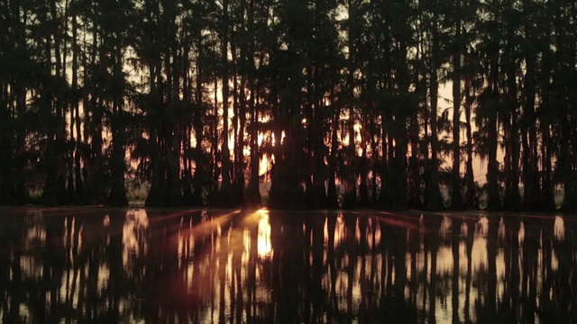 Video Reference: Nature, Reflection, Natural landscape, Tree, Bayou, Natural environment, Water, Swamp, Nature reserve, Sunlight