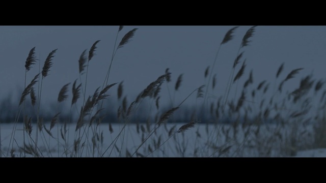 Video Reference: sky, atmosphere, grass family, screenshot, grass, phragmites, morning, darkness, frost, freezing
