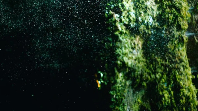 Video Reference: green, nature, water, tree, forest, atmosphere, biome, organism, jungle, darkness