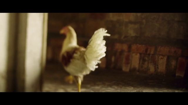 Video Reference: Chicken, Bird, Beak, Galliformes, Snapshot, Rooster, Adaptation, Livestock, Wing, Fowl