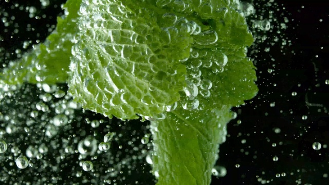 Video Reference: Water, Leaf, Dew, Green, Moisture, Plant, Drop, Flower, Annual plant, Herb