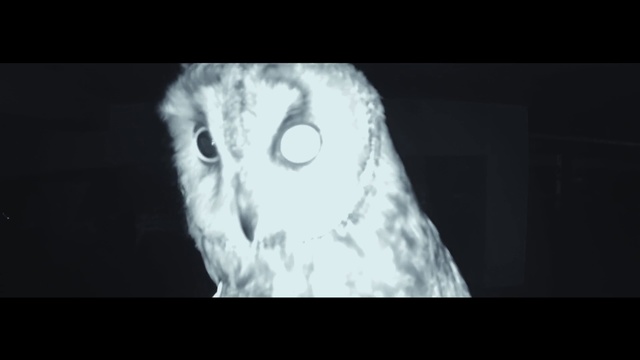 Video Reference: Bird, Owl, Bird of prey, Head, Beak, Black-and-white, Monochrome photography, Eastern Screech owl, Screech owl, Close-up