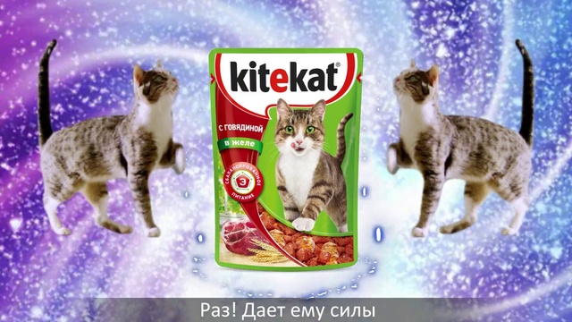 Video Reference: Cat, Felidae, Small to medium-sized cats, Cat food, Kitten, European shorthair, Organism, Carnivore, Pet food, Cat supply