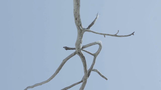 Video Reference: branch, tree, twig, sky, plant stem, wood, plant