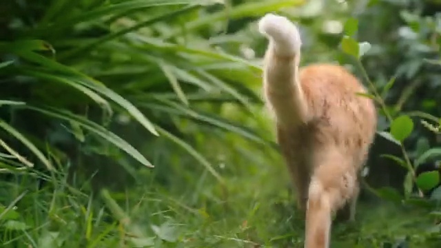 Video Reference: Vertebrate, Bird, Beak, Wildlife, Terrestrial animal, Crane-like bird, Crane, Adaptation, Organism, Grass