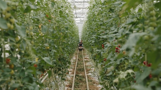 Video Reference: Greenhouse, Plant, Tree, Track, Crop, Thoroughfare, Nonbuilding structure