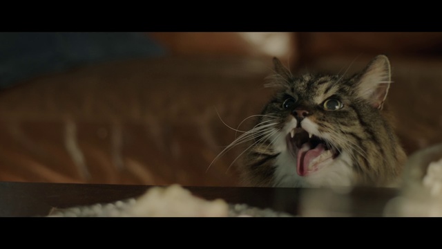 Video Reference: Cat, Mammal, Whiskers, Small to medium-sized cats, Felidae, Facial expression, Snout, Nose, Norwegian forest cat, Eye