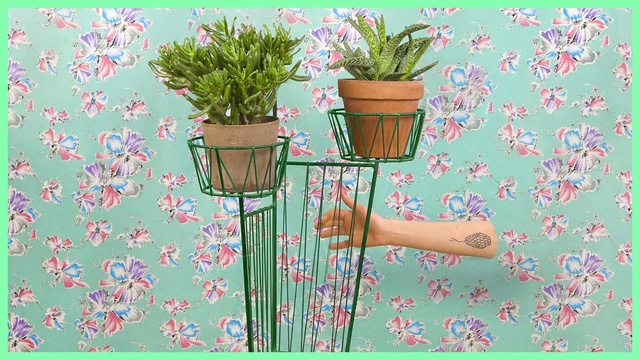 Video Reference: Flowerpot, Pink, Flower, Botany, Plant, Textile, Houseplant, Wildflower, Plant stem, Wallpaper, Text, Vase