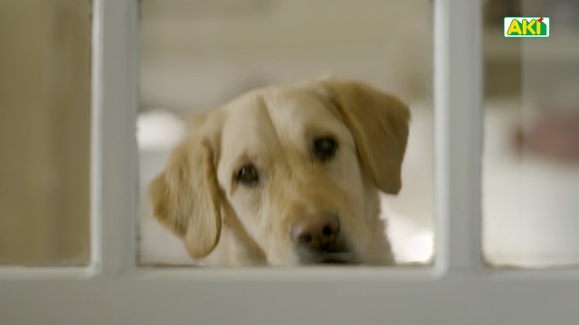 Video Reference: Dog breed, Dog, Mammal, Canidae, Labrador retriever, Nose, Retriever, Snout, Puppy, Carnivore