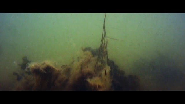 Video Reference: Underwater, Nature, Marine biology