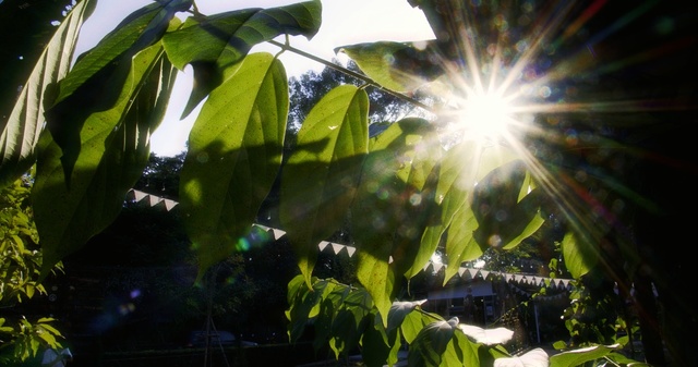 Video Reference: nature, green, leaf, plant, vegetation, flora, tree, light, sunlight, sky