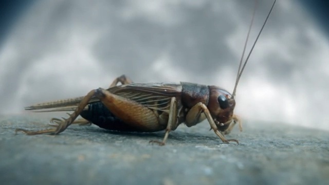 Video Reference: Insect, Cricket-like insect, Invertebrate, Cricket, Locust, Pest, Grasshopper, Macro photography, Organism, Arthropod